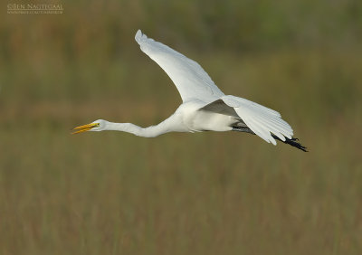 Grote zilverreiger - Great egret - Egretta alba