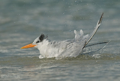 Koningsstern - Royal Tern - Thalasseus maximus