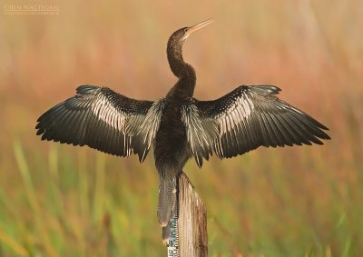 Amerikaanse Slangenhalsvogel - Anhinga - Anhinga anhinga