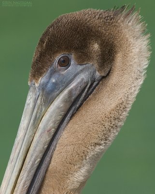 Bruine Pelikaan - Brown Pelican - Pelecanus occidentalis