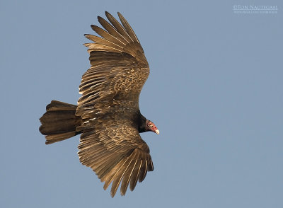 Kalkoengier - Turkey Vulture - Cathartes aura