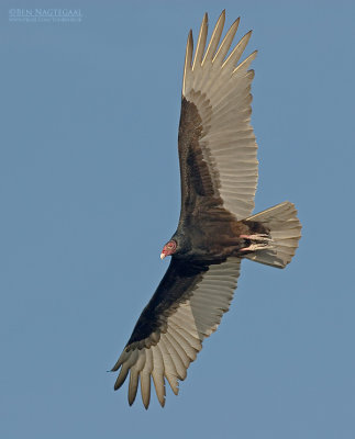 Kalkoengier - Turkey Vulture - Cathartes aura