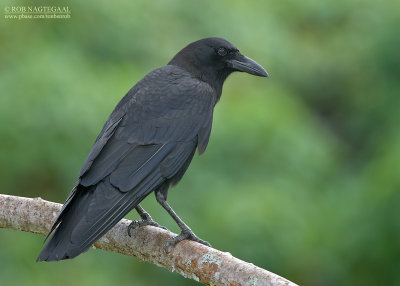 Amerikaanse Kraai - American Crow - Corvus brachyrhynchos