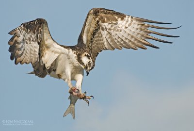 Visarend - Osprey - Pandion haliaetus