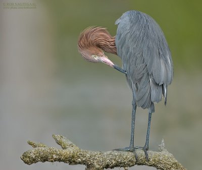 Roodhalsreiger - Reddish Egret - Egretta rufescens