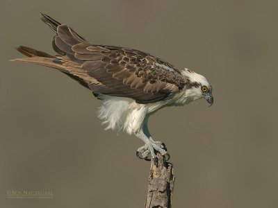 Visarend - Osprey - Pandion haliaetus