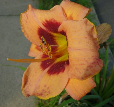 daylily