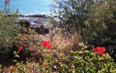 ocean view with red flowers