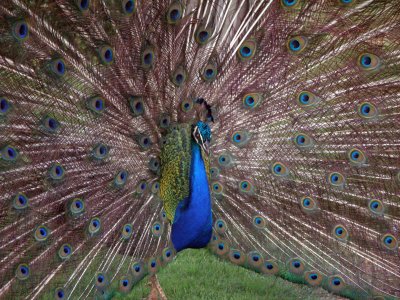 peacock