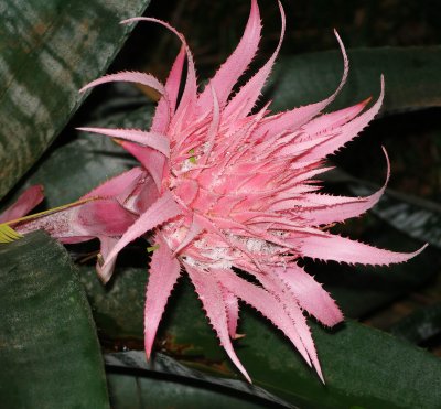 spikey pink flower