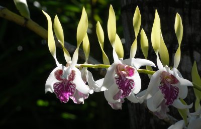 three orchids
