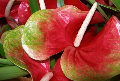 anthurium