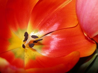 orange tulip