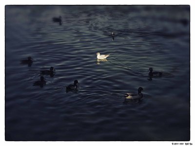 20111001 040 City Quays - Surrounded by the Dark Force.jpg