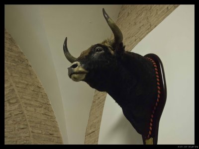 1005 Seville 35 Bullfighting museum.jpg