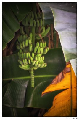 51 Bunch of Bananas.jpg