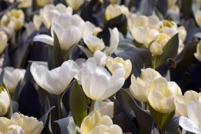 0310 25 White Tulips.jpg