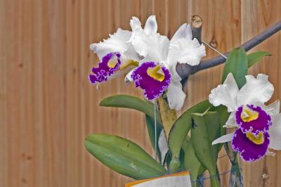 0310 27 Kadoorie Orchids.jpg