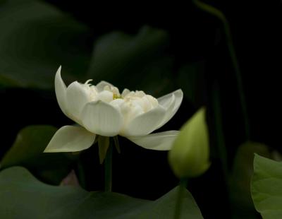 05 0629 Lotus @ HK Park.jpg