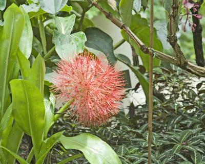 28 0629 Flower @ HK Park.jpg