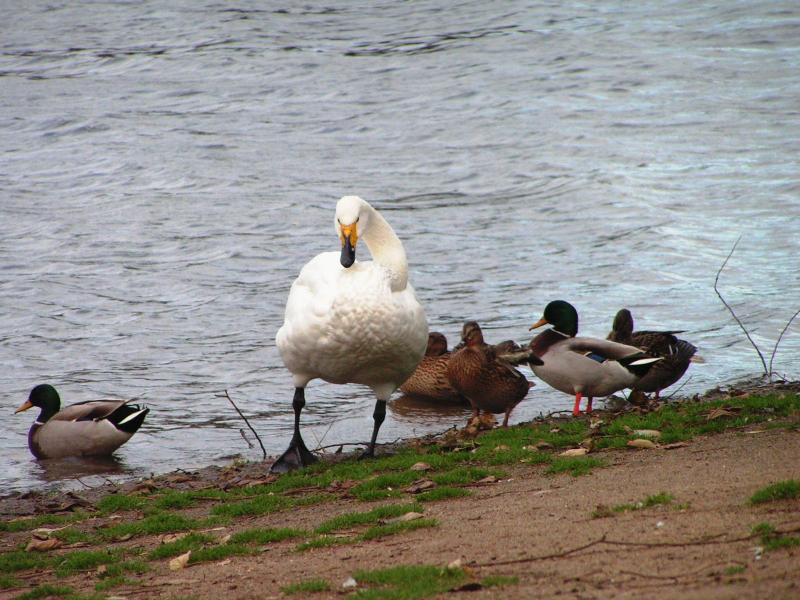 hornsea_mere_east_yorkshire