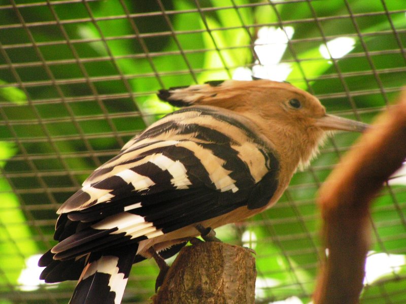 vogelpark_walsrode