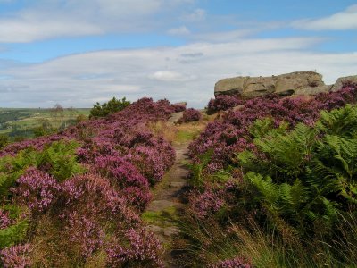 Above Pateley Bridge