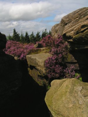 Above Pateley Bridge