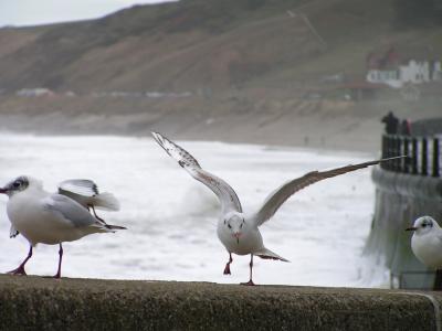 Gulls at Sandsend near Whitby
