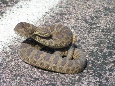 Nebraska - Angry rattlesnake