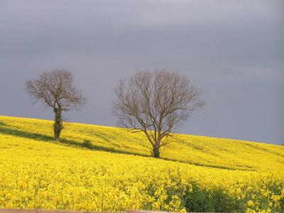 In the Wolds