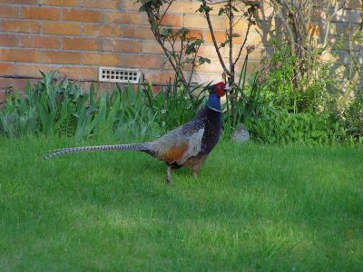 Pheasant in the neighbouring village