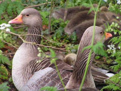 Greylag Geese at Burton Agnes duck pond