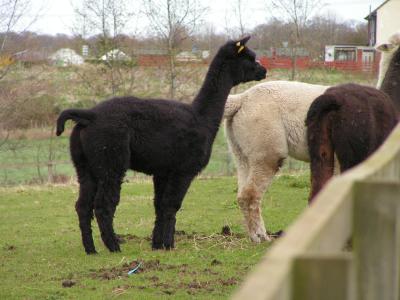 Lamas in East Yorkshire