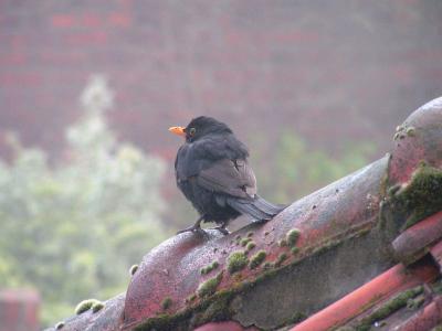 Blackbird on the roof at my house
