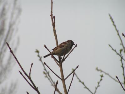 Sparrow in my garden