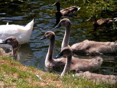 Sygnets at duck pond in Driffield
