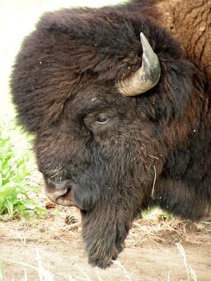 bovine