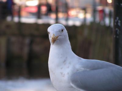 Herring gull in Whitby