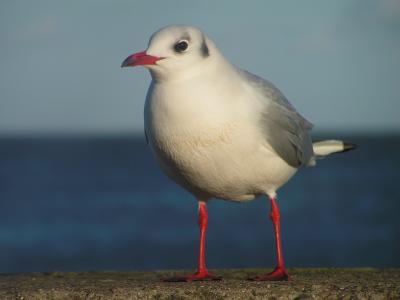 Black headed gull at Sandsend