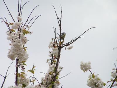 Great tit in my garden