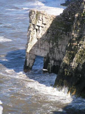 Bempton Cliffs