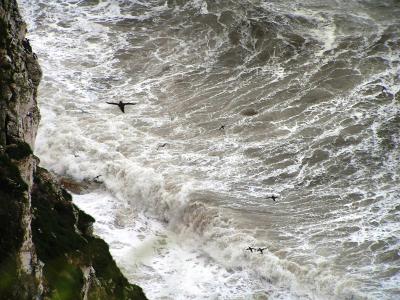Bempton Cliffs