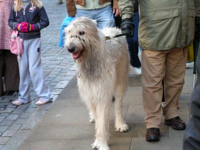 Irish Wolfhound? in Chester