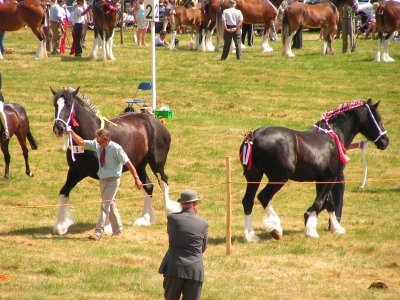 ryedale_and_malton_shows