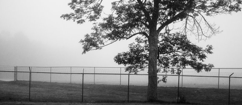 Blue Hill Fairgrounds Fence and Tree