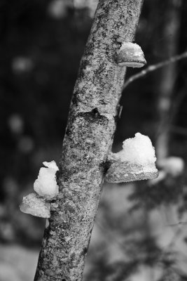 Snow-capped Tree Fungus