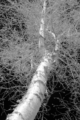 Looking Up a Birch