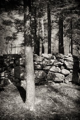 Single Tree and Stone Wall