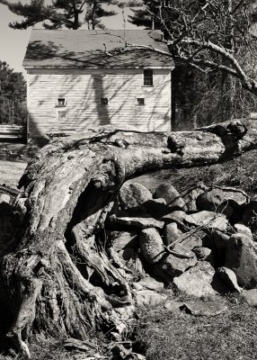 Fallen Tree with Barn in Background